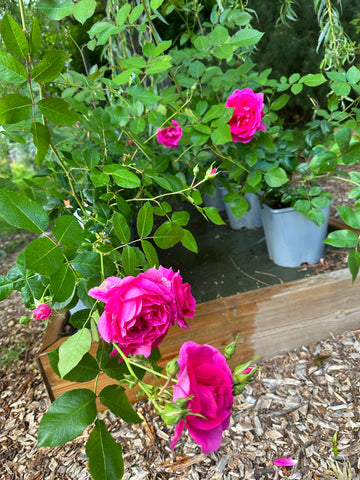 Rose - Tilbud nå kr 198,- (Før kr 349,-)