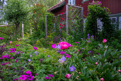 Aftenvandring i midtsommerhagen