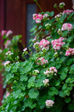 Rosenknoppelargonia 'Apple Blossom'
