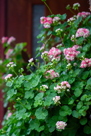 Rosenknoppelargonia 'Apple Blossom'