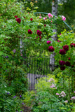 Aftenvandring 03.07.2026