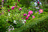 Aftenvandring 03.07.2026