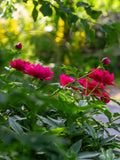 Aftenvandring 03.07.2026