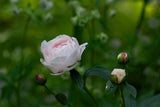 Aftenvandring 03.07.2026