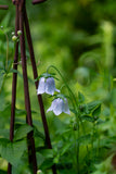 Aftenvandring 03.07.2026