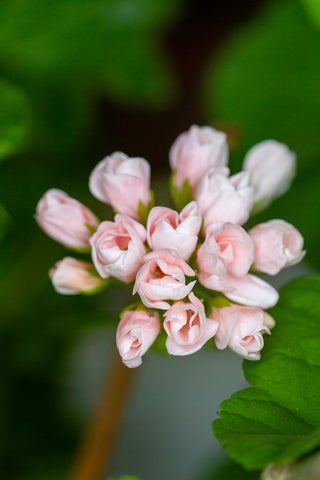 Tulipanpelargon 'Emma från Bengtsbo'